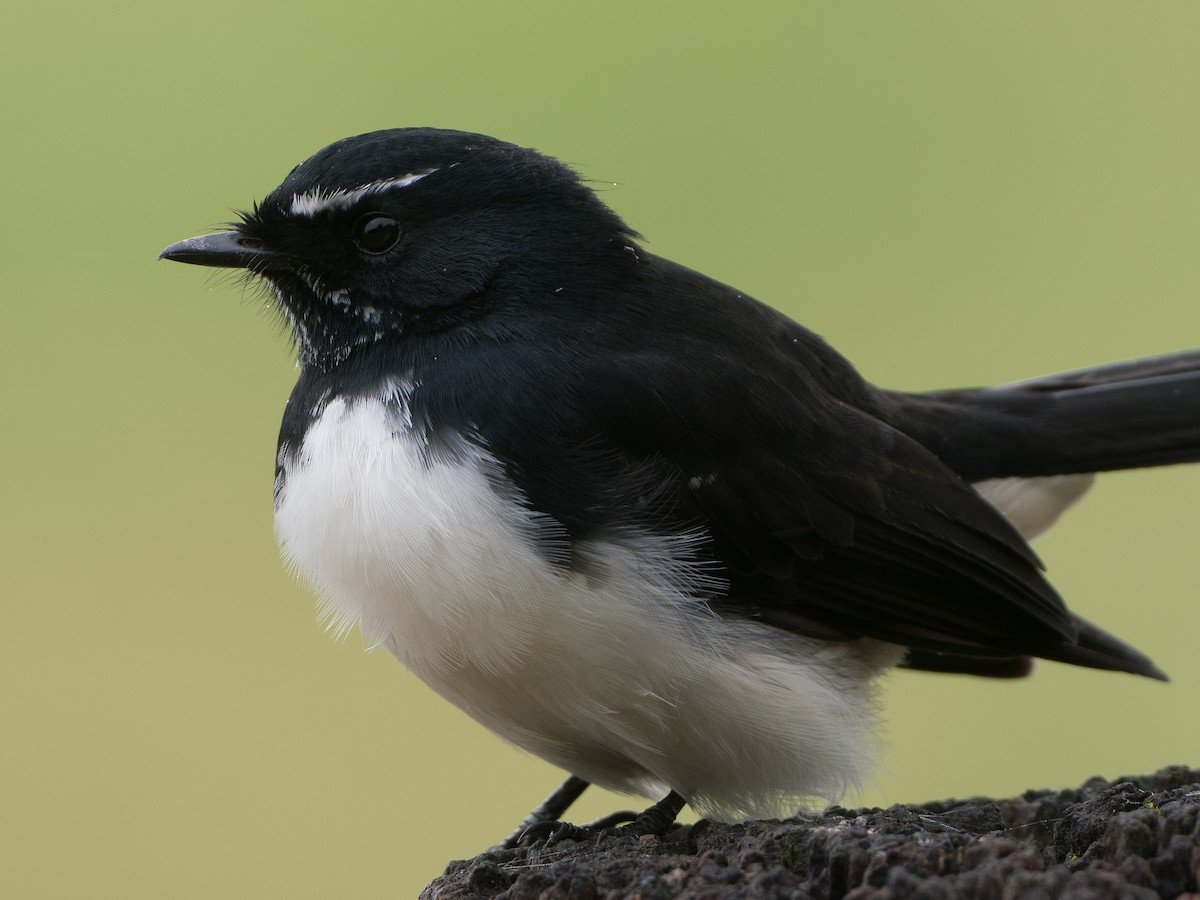 Willie-wagtail - ML616971033