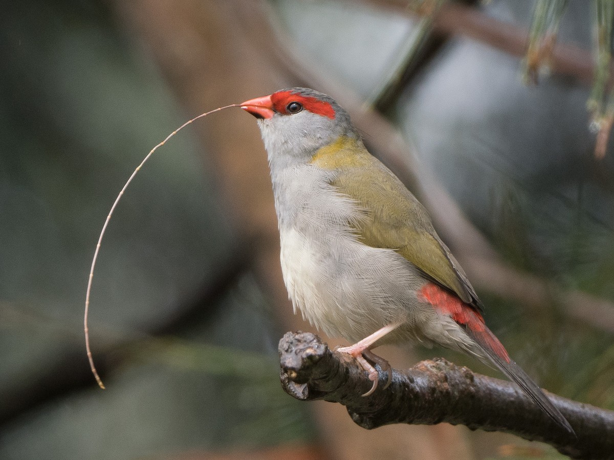 Red-browed Firetail - ML616971035