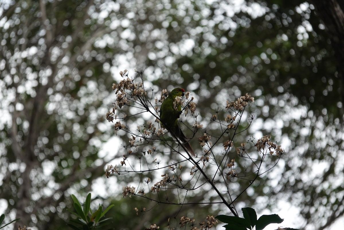 Yeni Kaledonya Papağanı - ML616971038
