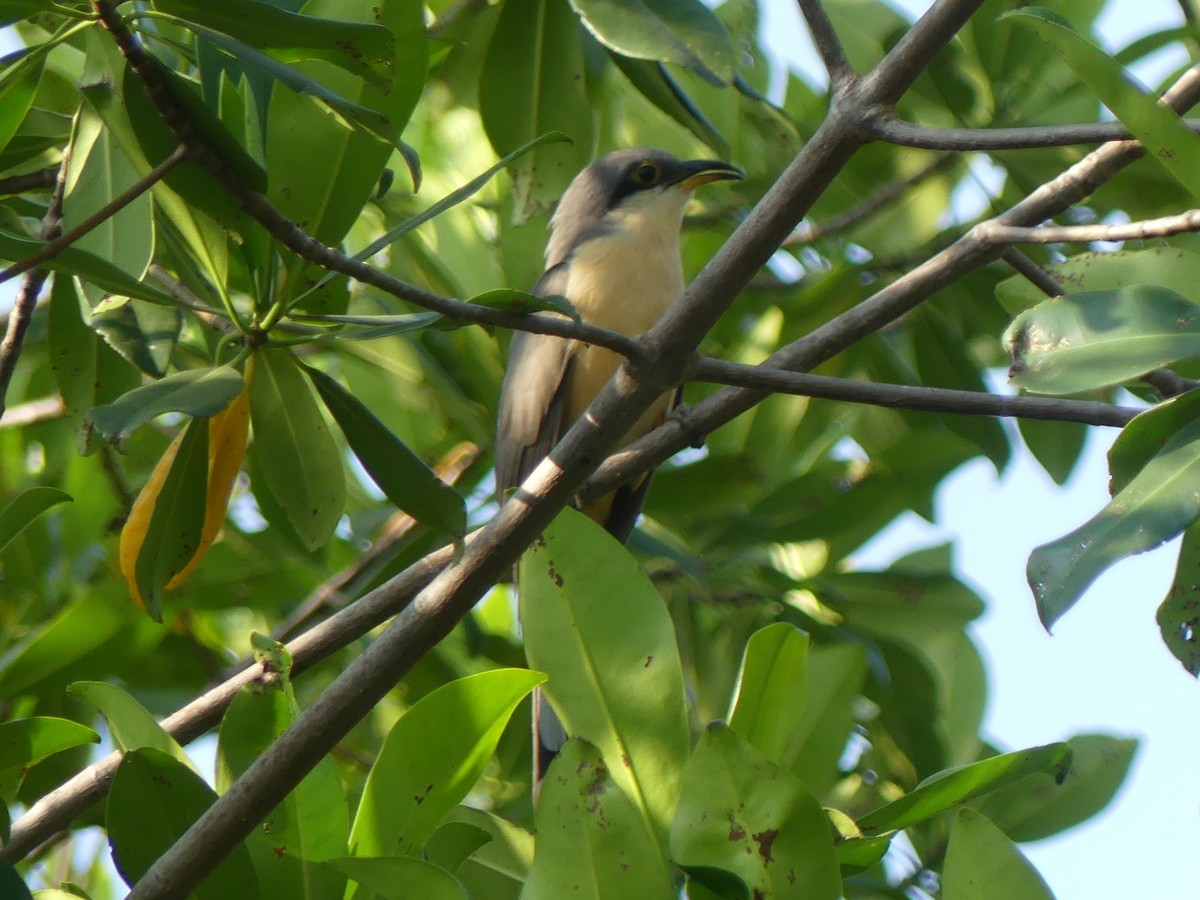 Mangrove Cuckoo - ML616971040