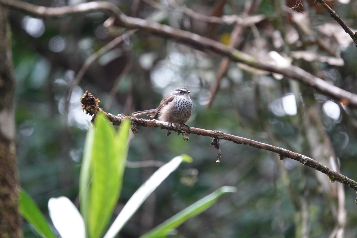 New Caledonian Streaked Fantail - ML616971075