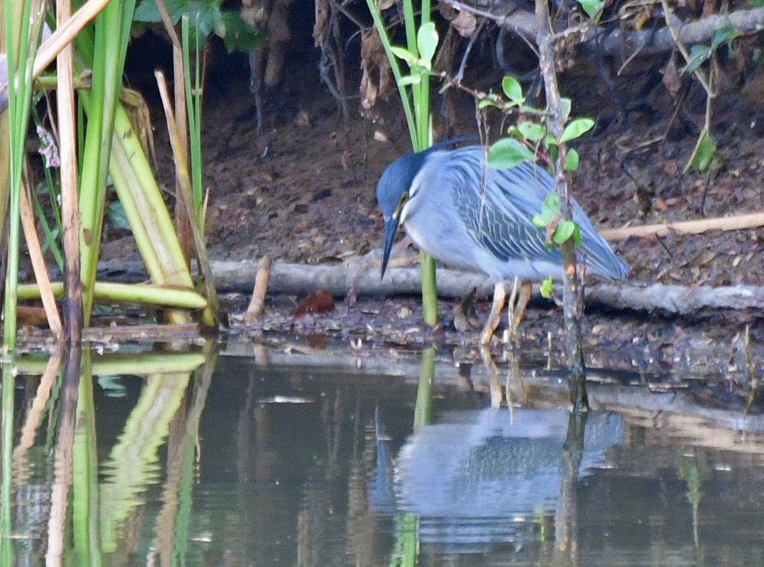 Striated Heron - Brian Carruthers