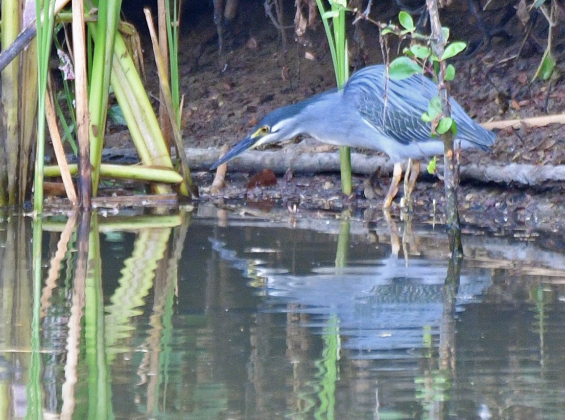 Striated Heron - Brian Carruthers
