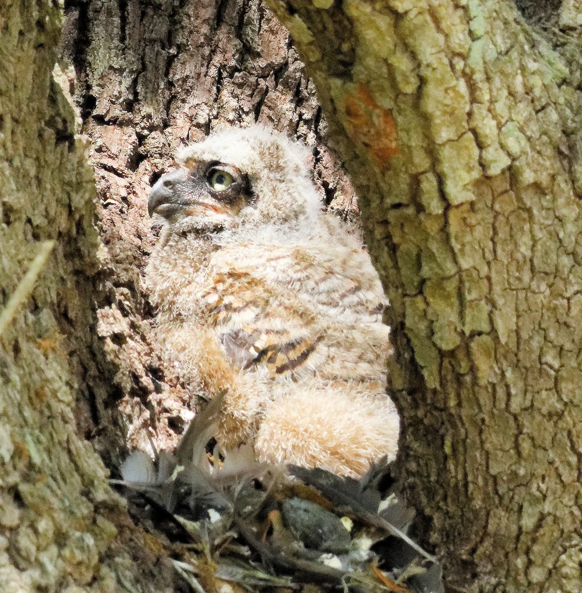Great Horned Owl - ML616971103