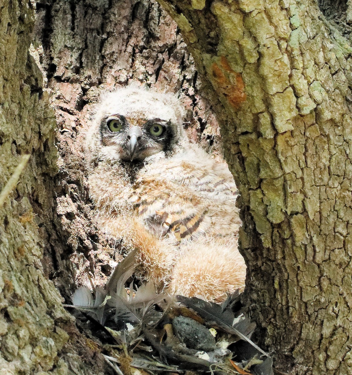 Great Horned Owl - ML616971206