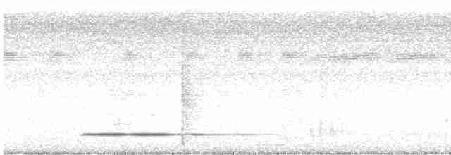 Thicket Tinamou - ML616971299