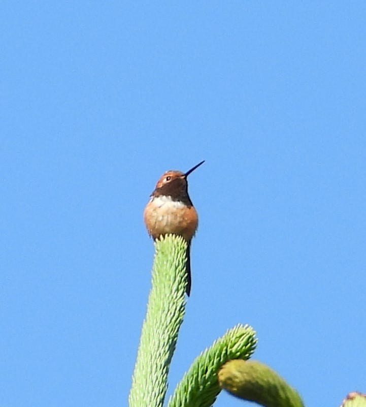 Rufous Hummingbird - ML616971316