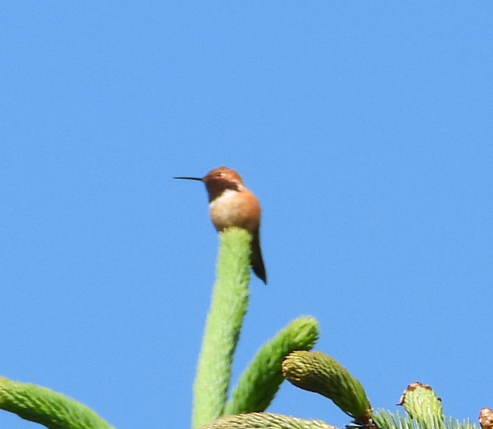 Rufous Hummingbird - ML616971318