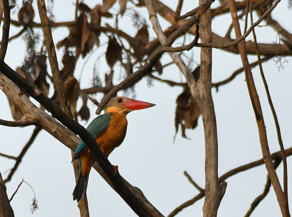 Stork-billed Kingfisher - Brian Carruthers