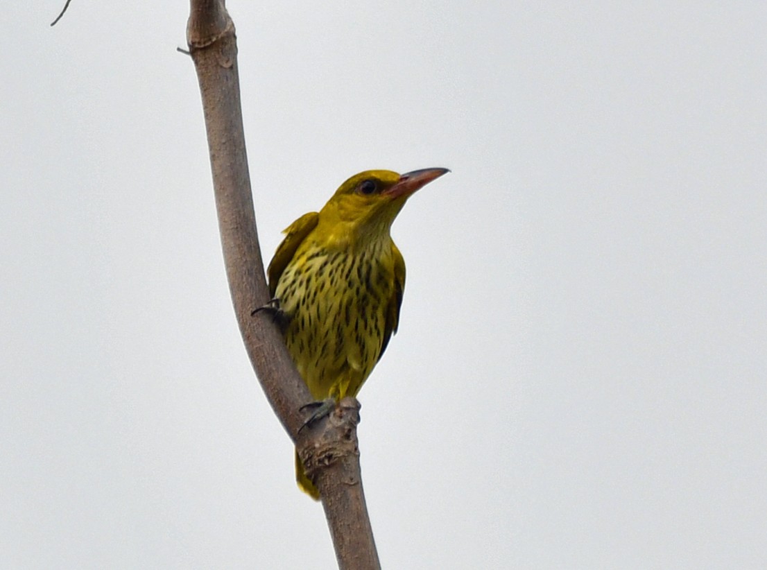 Black-naped Oriole - Brian Carruthers