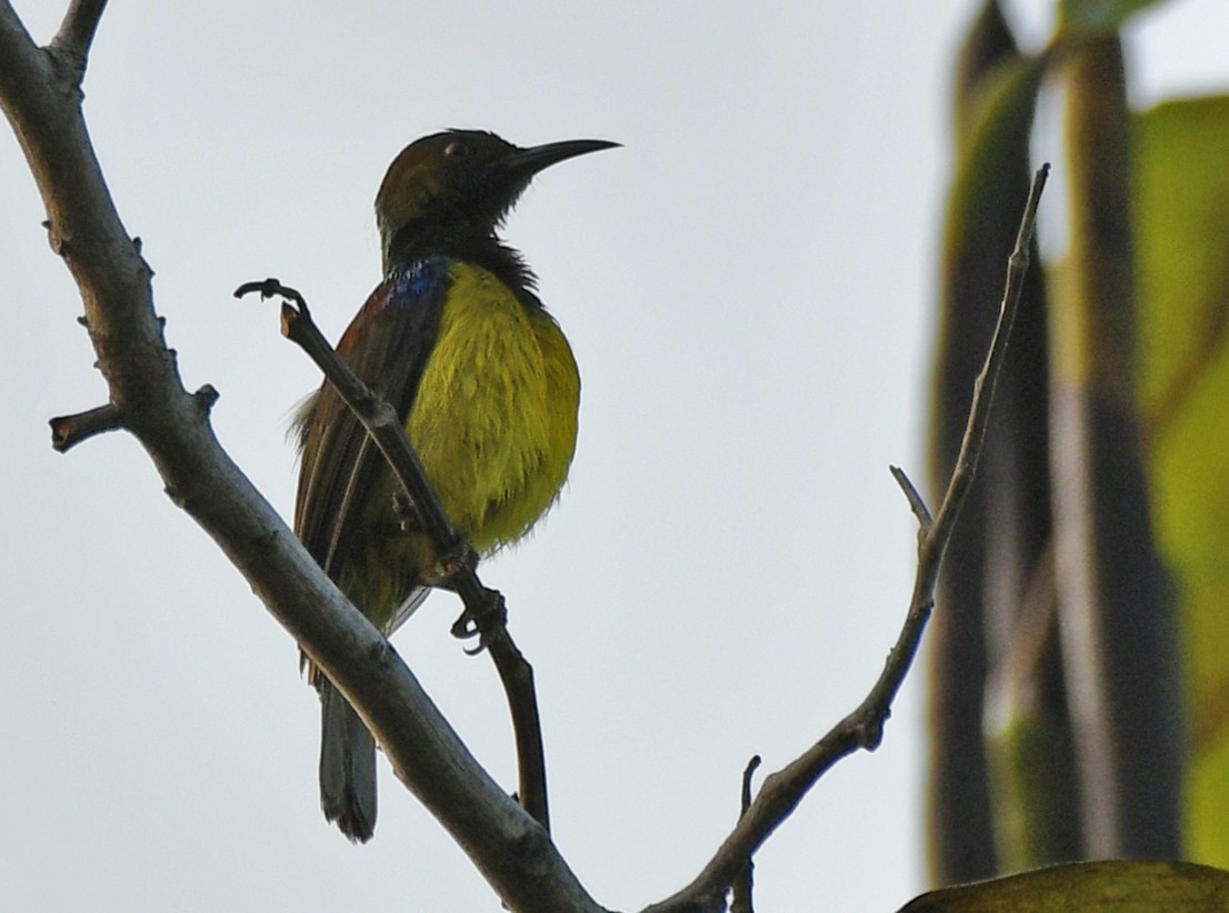 Brown-throated Sunbird - Brian Carruthers