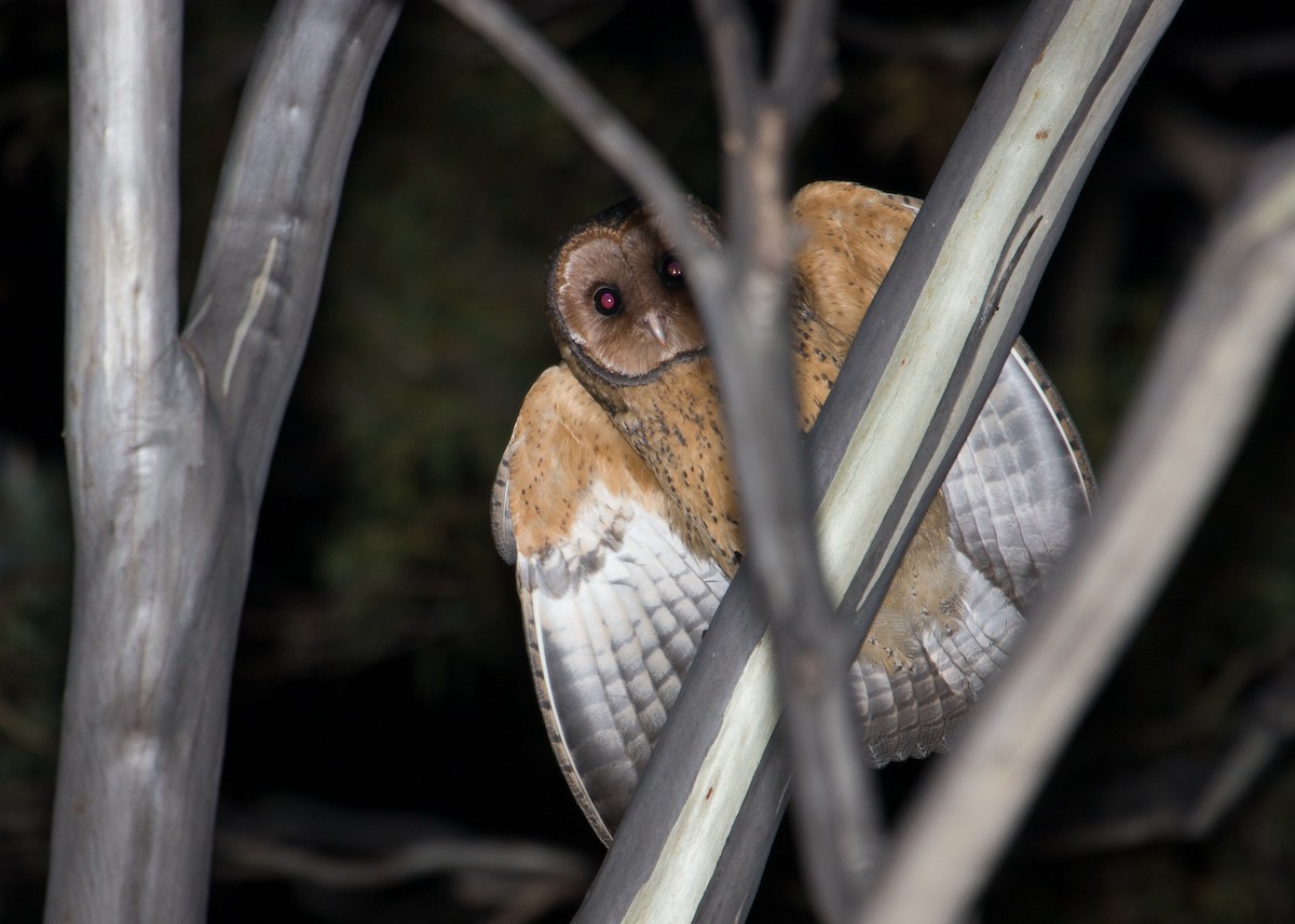 Australian Masked-Owl - ML616971672