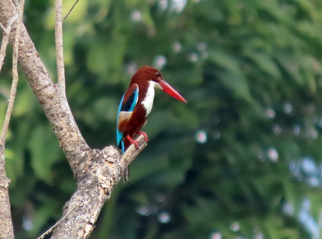 White-throated Kingfisher - Brian Carruthers