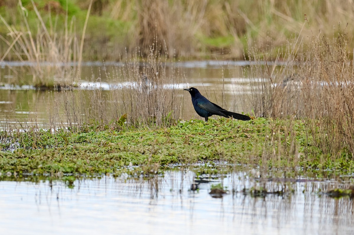 Great-tailed Grackle - Frank Lospalluto