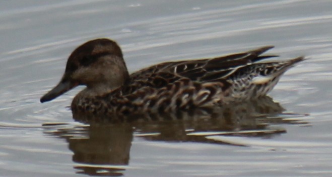Green-winged Teal - ML616971720