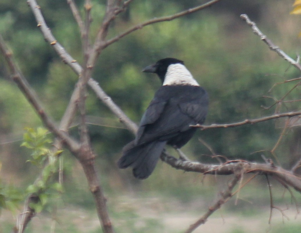 Collared Crow - ML616971726
