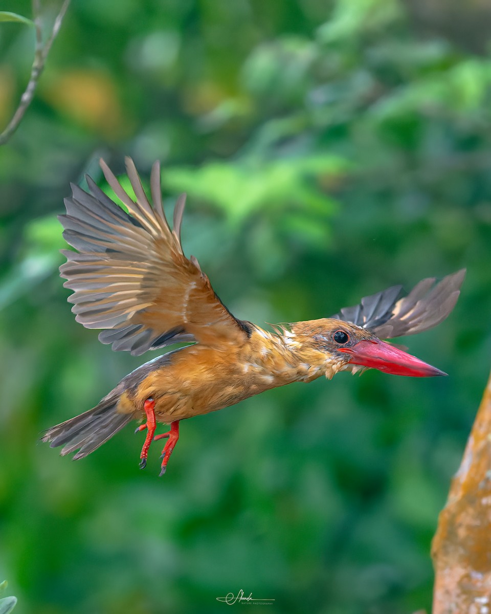Brown-winged Kingfisher - ML616971771