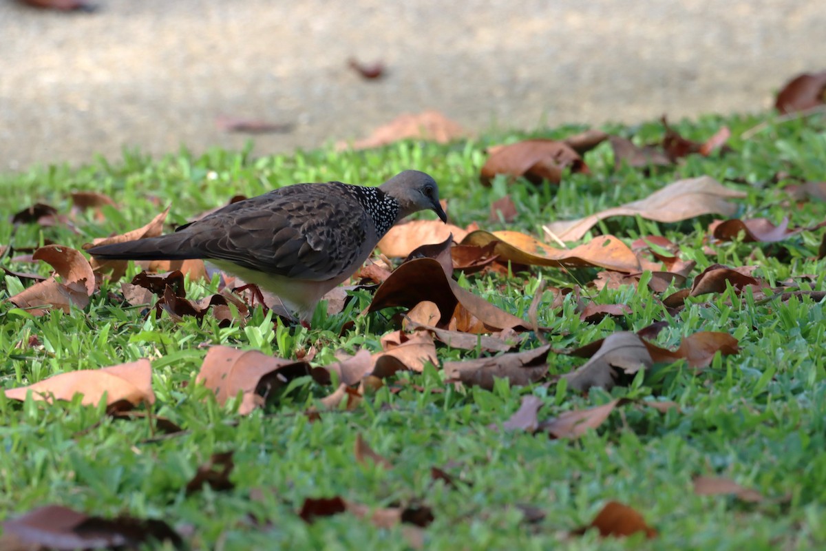 Spotted Dove (Eastern) - ML616971778