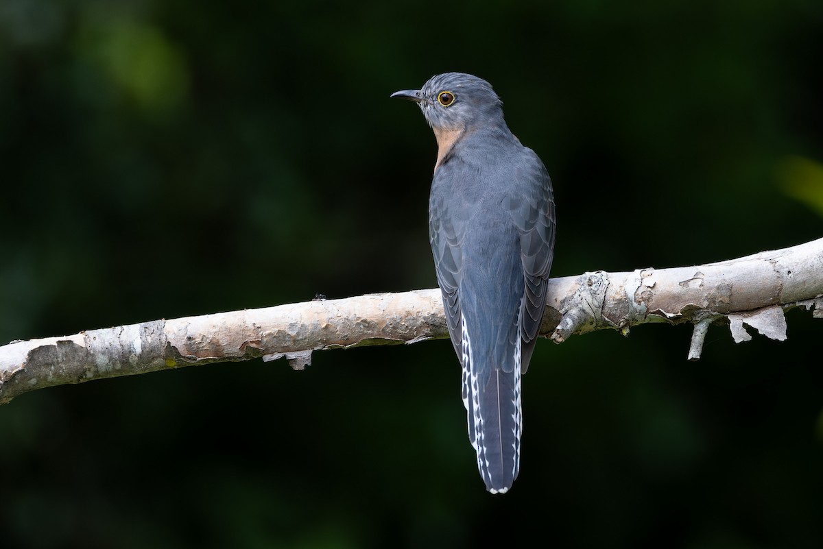 Fan-tailed Cuckoo - ML616971826