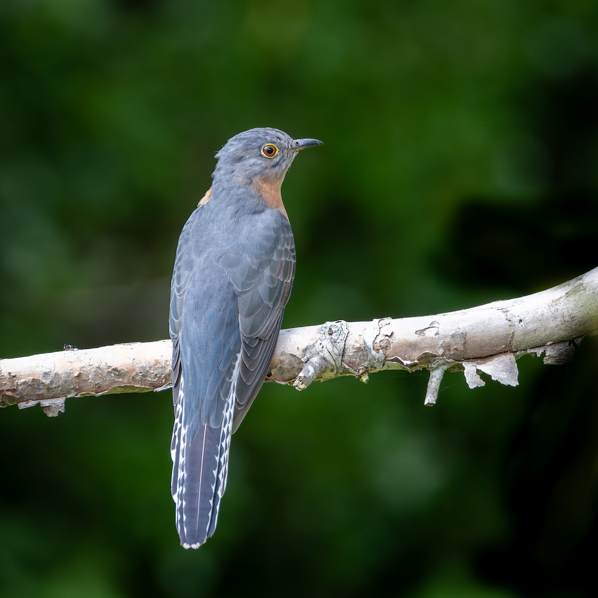 Fan-tailed Cuckoo - ML616971827