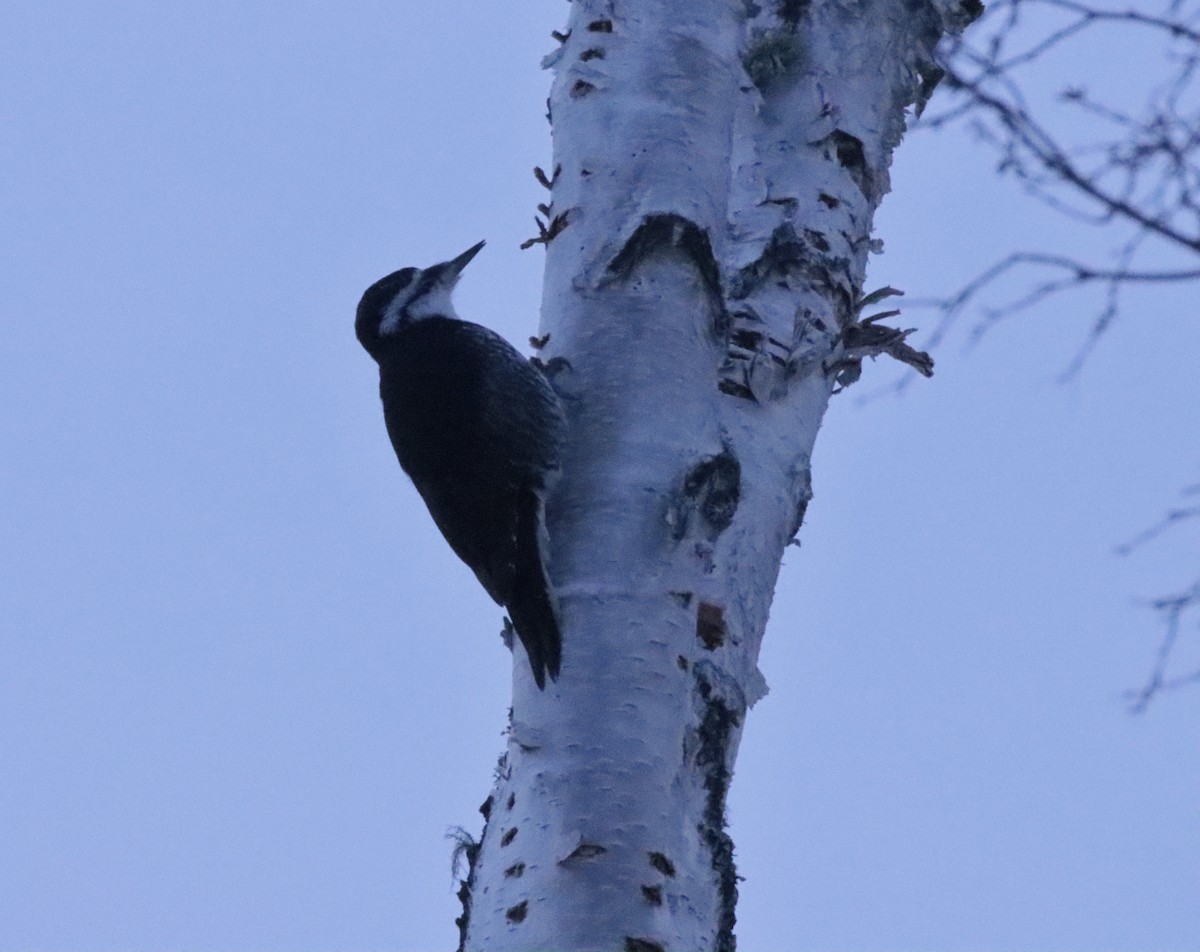 Black-backed Woodpecker - ML616971850