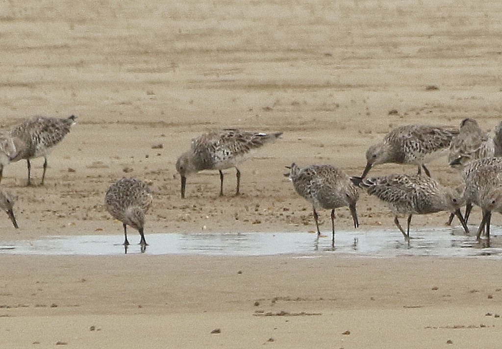 Great Knot - ML616972006