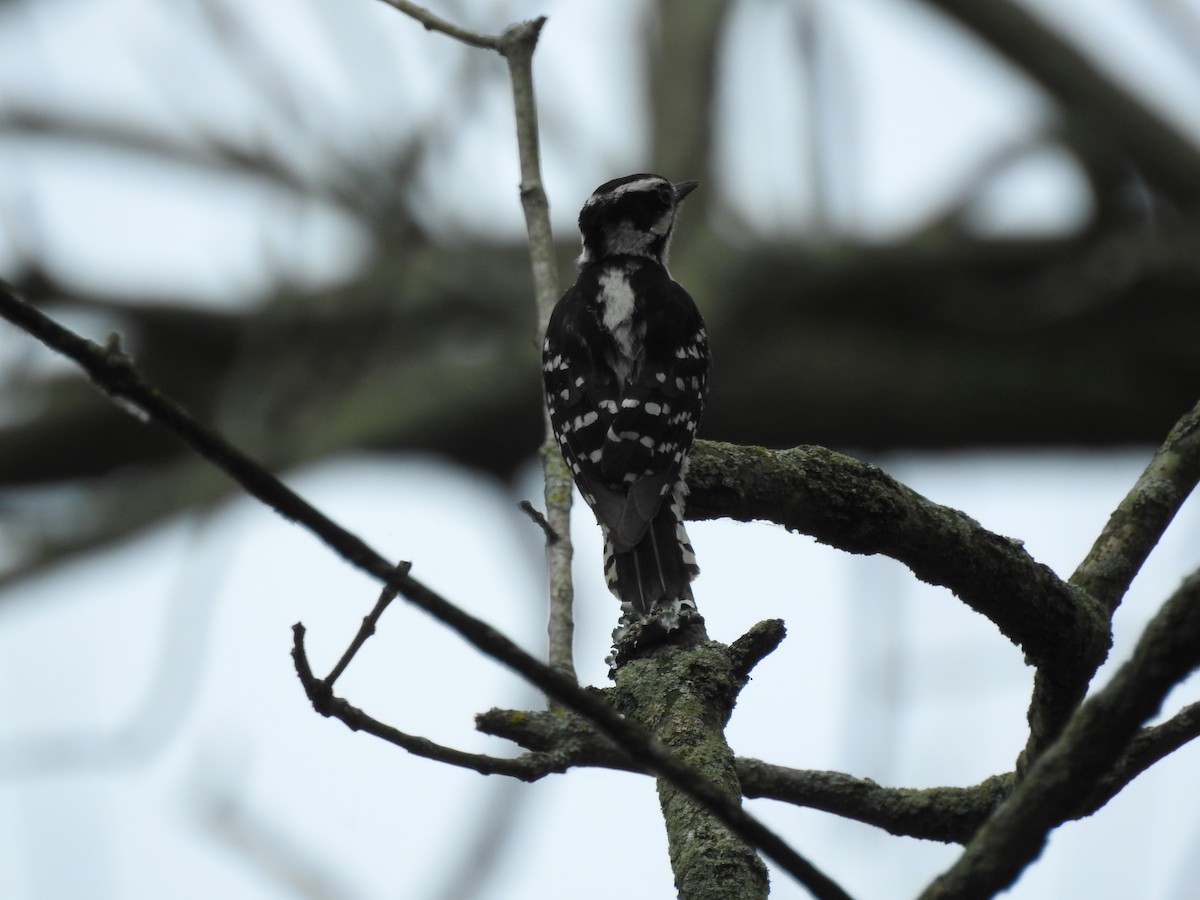 Downy Woodpecker - ML61697201
