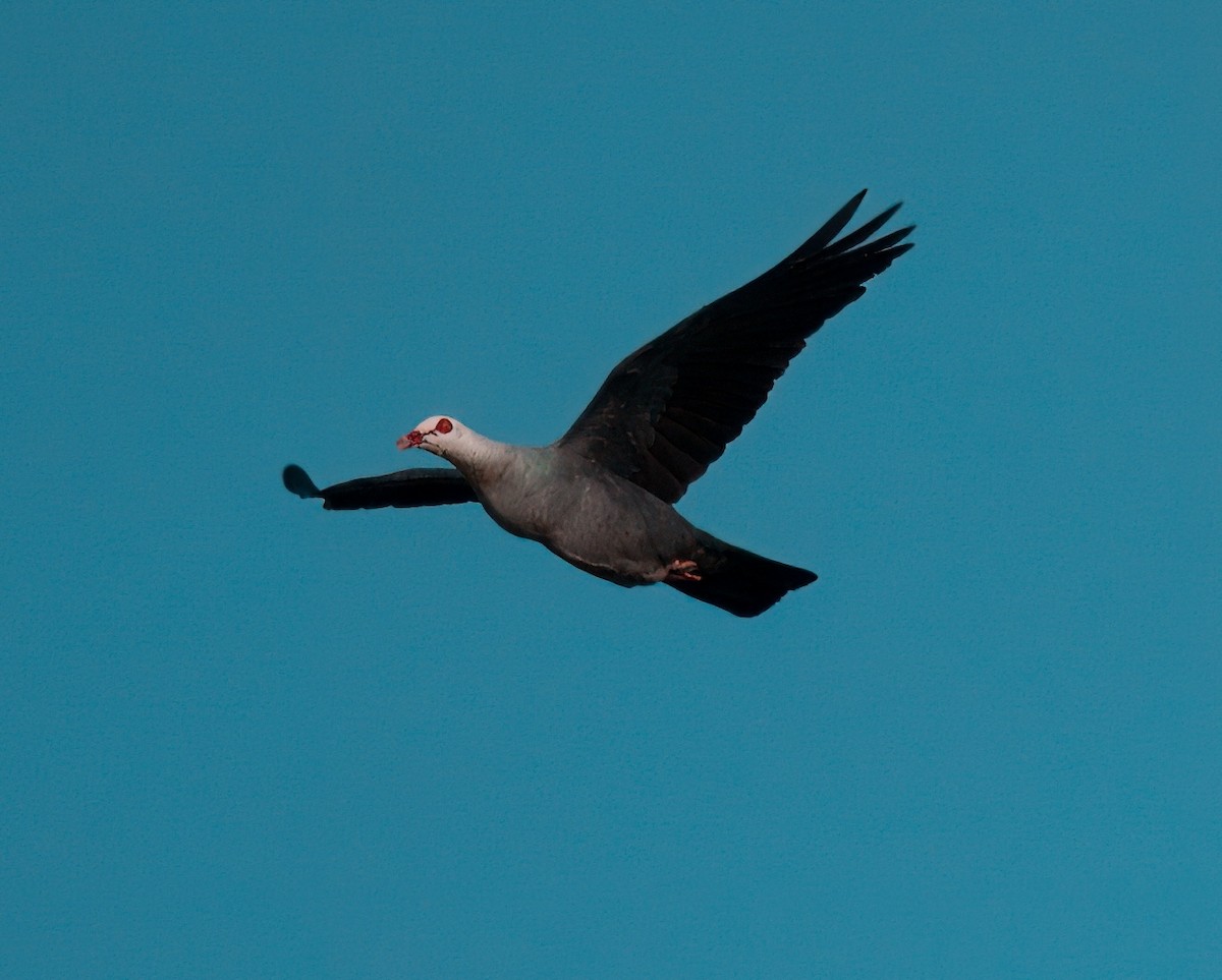 Pigeon des Andaman - ML616972149