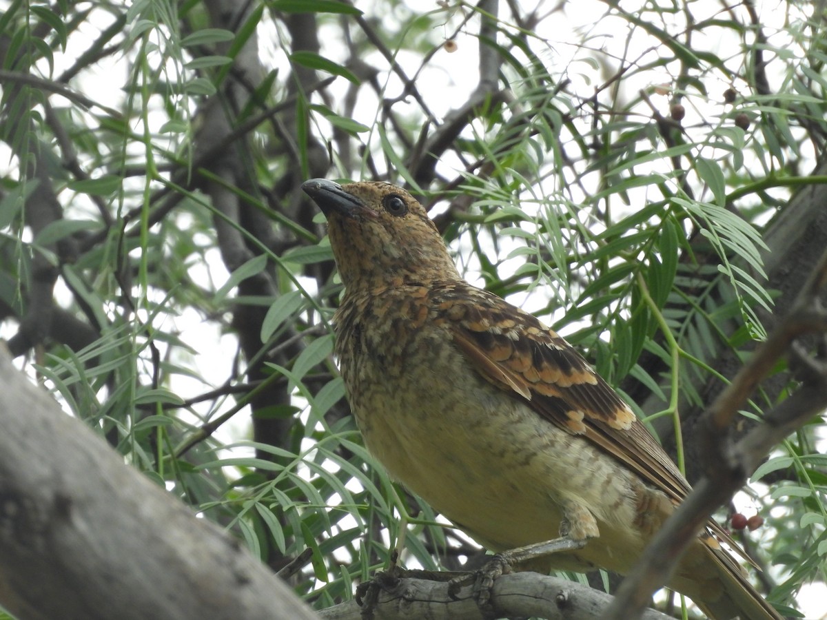 Spotted Bowerbird - ML616972256