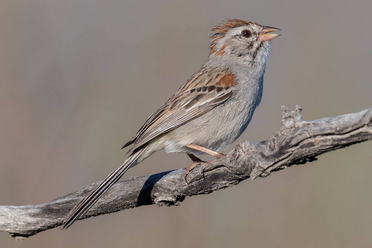 Rufous-winged Sparrow - ML616972373
