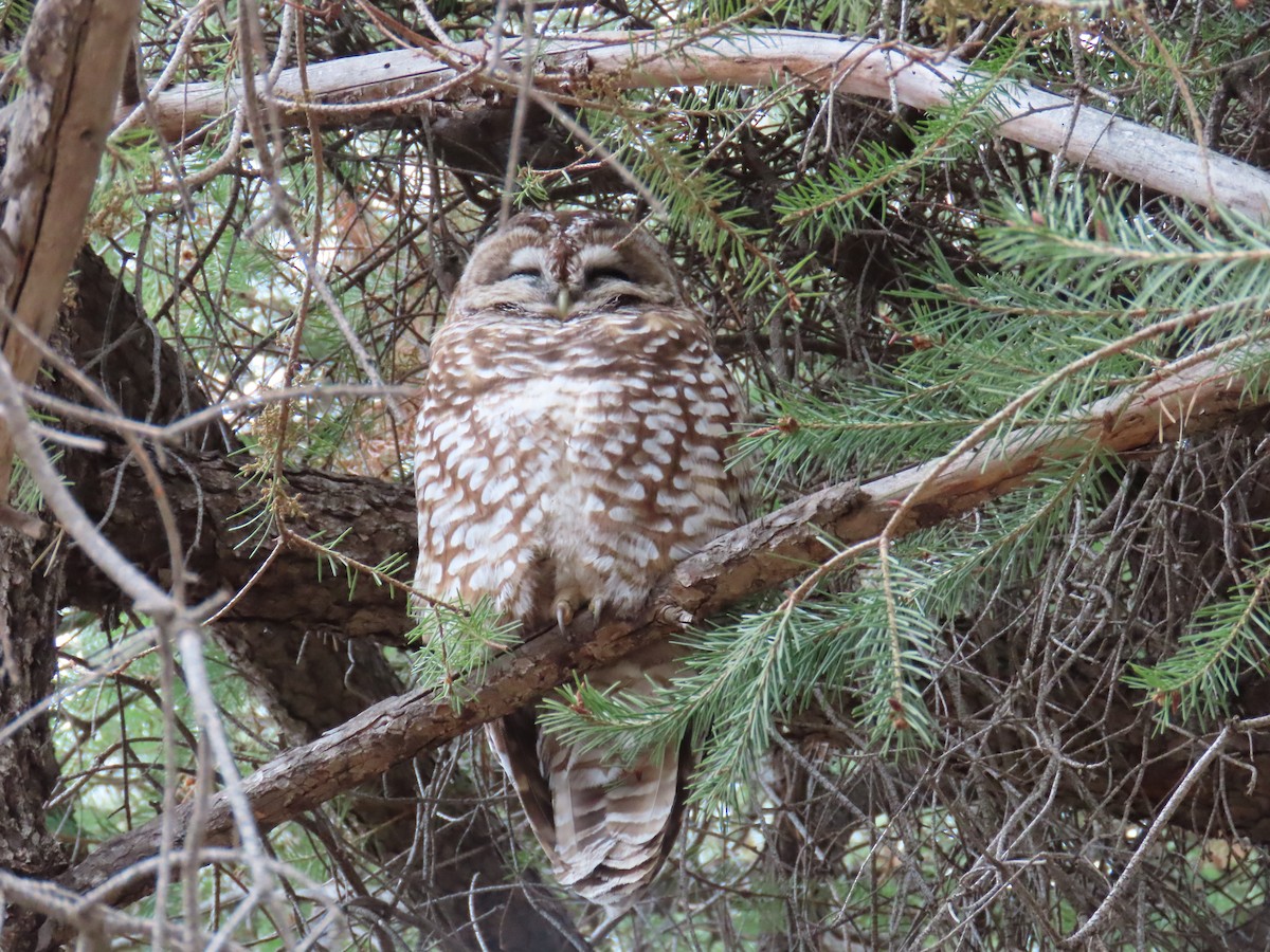 Spotted Owl (Mexican) - ML616972525