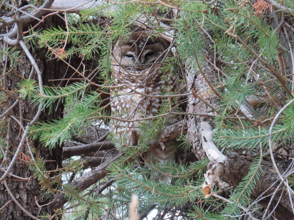 Spotted Owl (Mexican) - ML616972526
