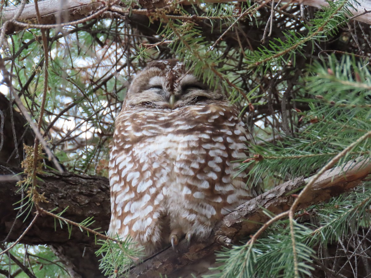 Spotted Owl (Mexican) - ML616972527