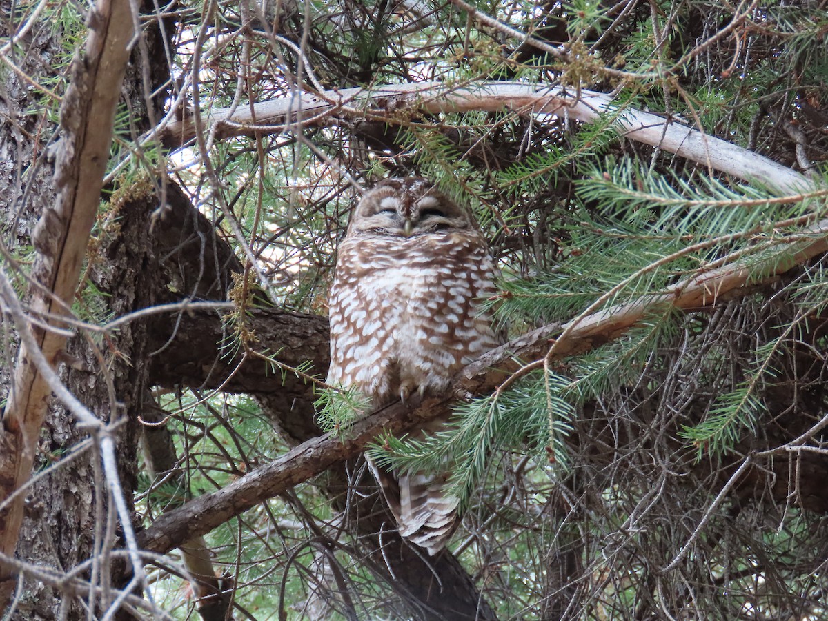 Spotted Owl (Mexican) - ML616972528