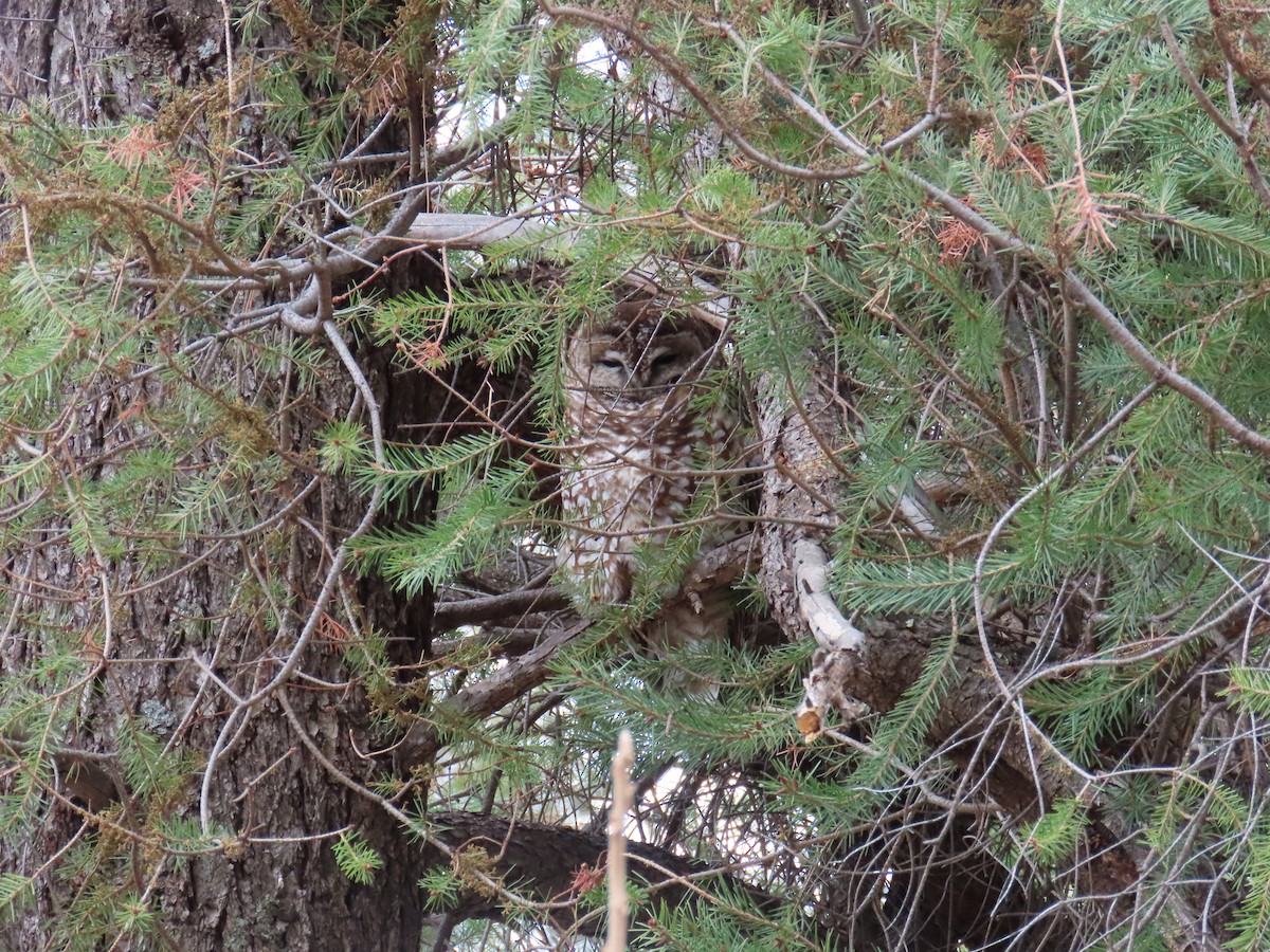 Spotted Owl (Mexican) - ML616972529