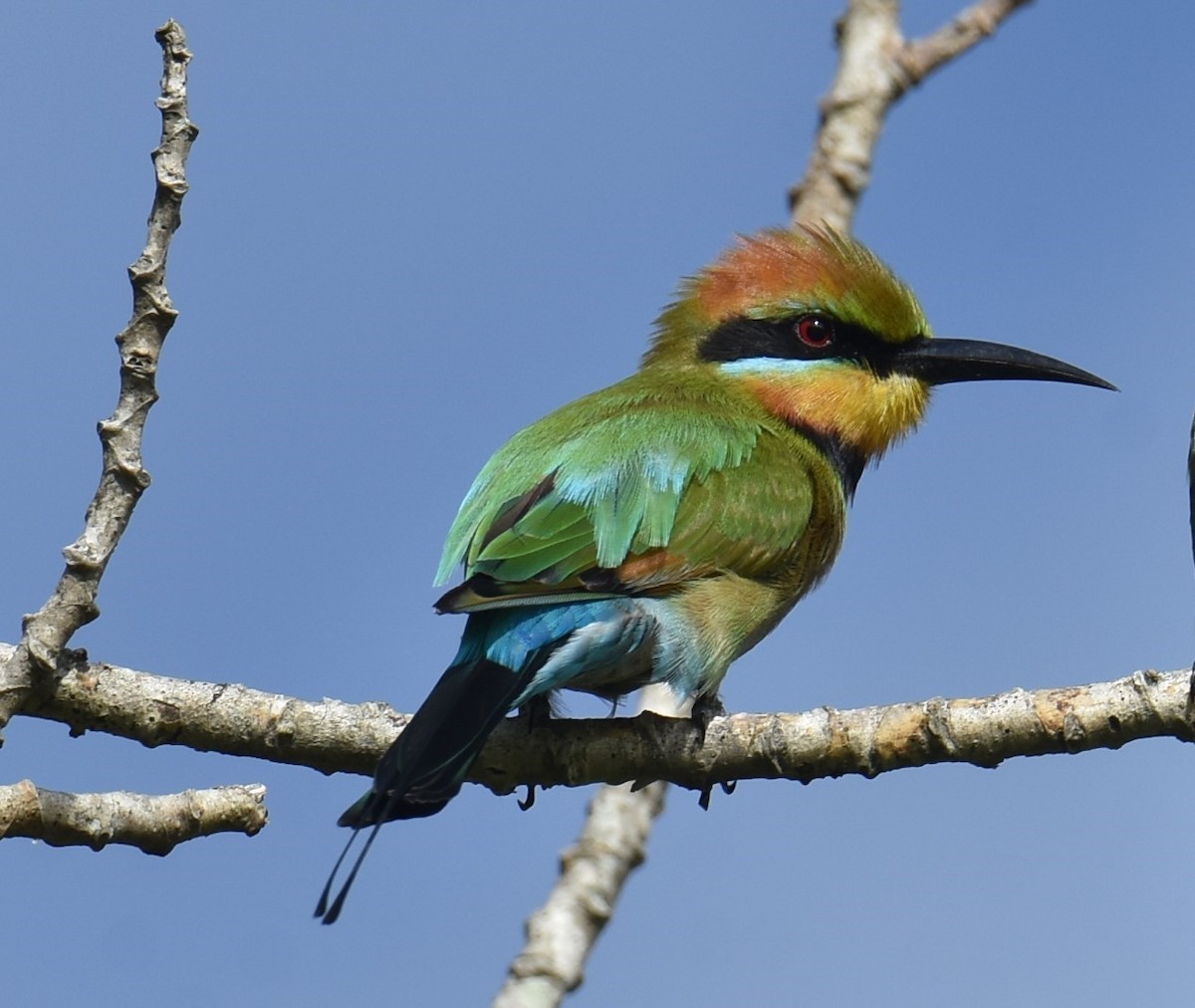 Rainbow Bee-eater - Mark Tarnawski