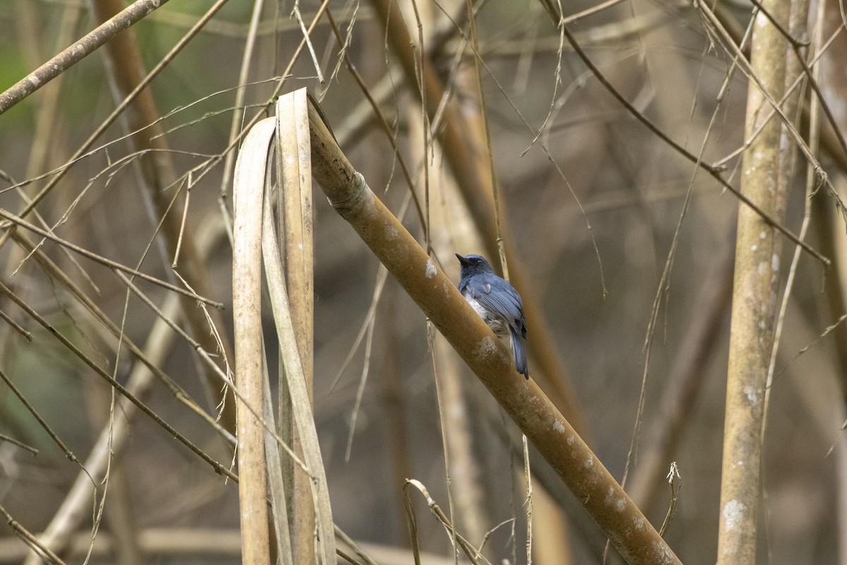 White-bellied Blue Flycatcher - Ajith P S