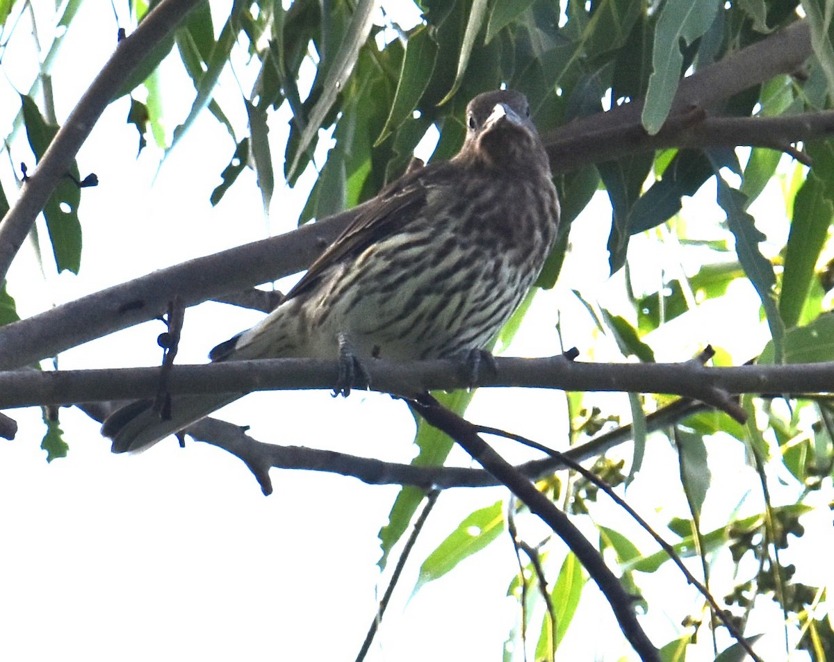 Australasian Figbird - ML616972783