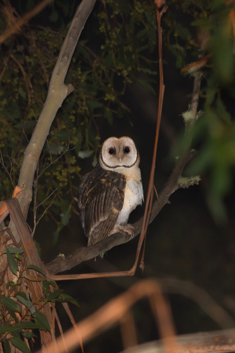 Australian Masked-Owl - ML616972852
