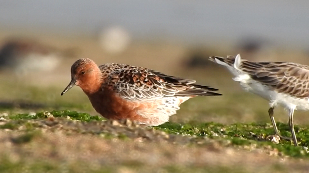 Red Knot - ML616972873