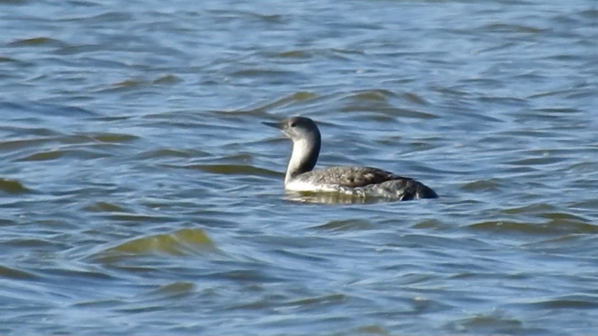 Red-throated Loon - ML616972914