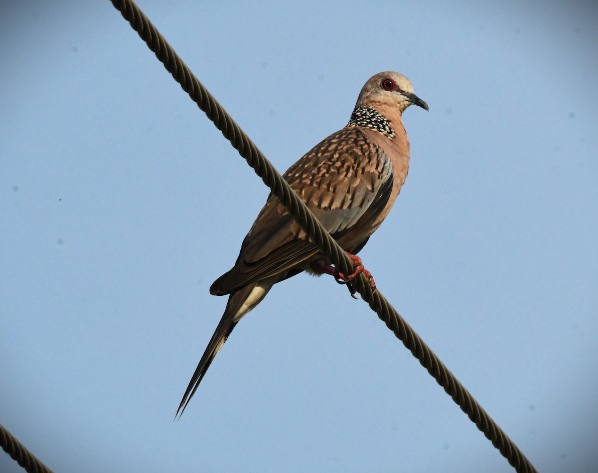 Spotted Dove - ML616973085