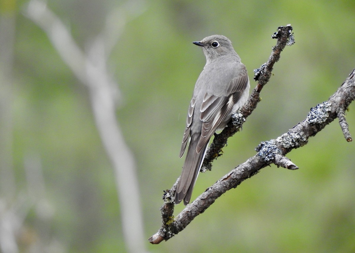 Townsend's Solitaire - Pete Monacell