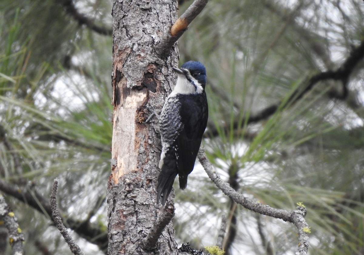 Black-backed Woodpecker - ML616973281