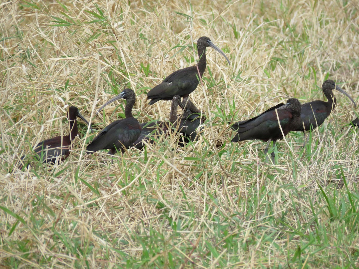 ibis hnědý - ML616973285