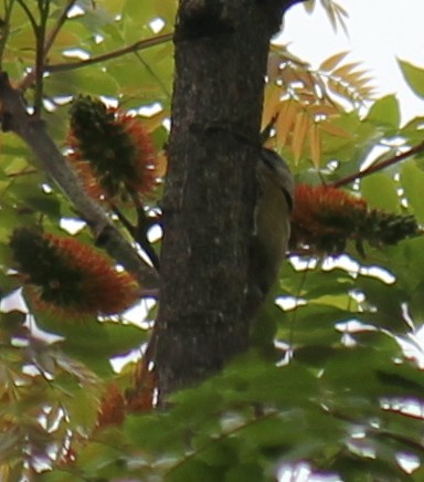 Gray-headed Woodpecker - ML616973298