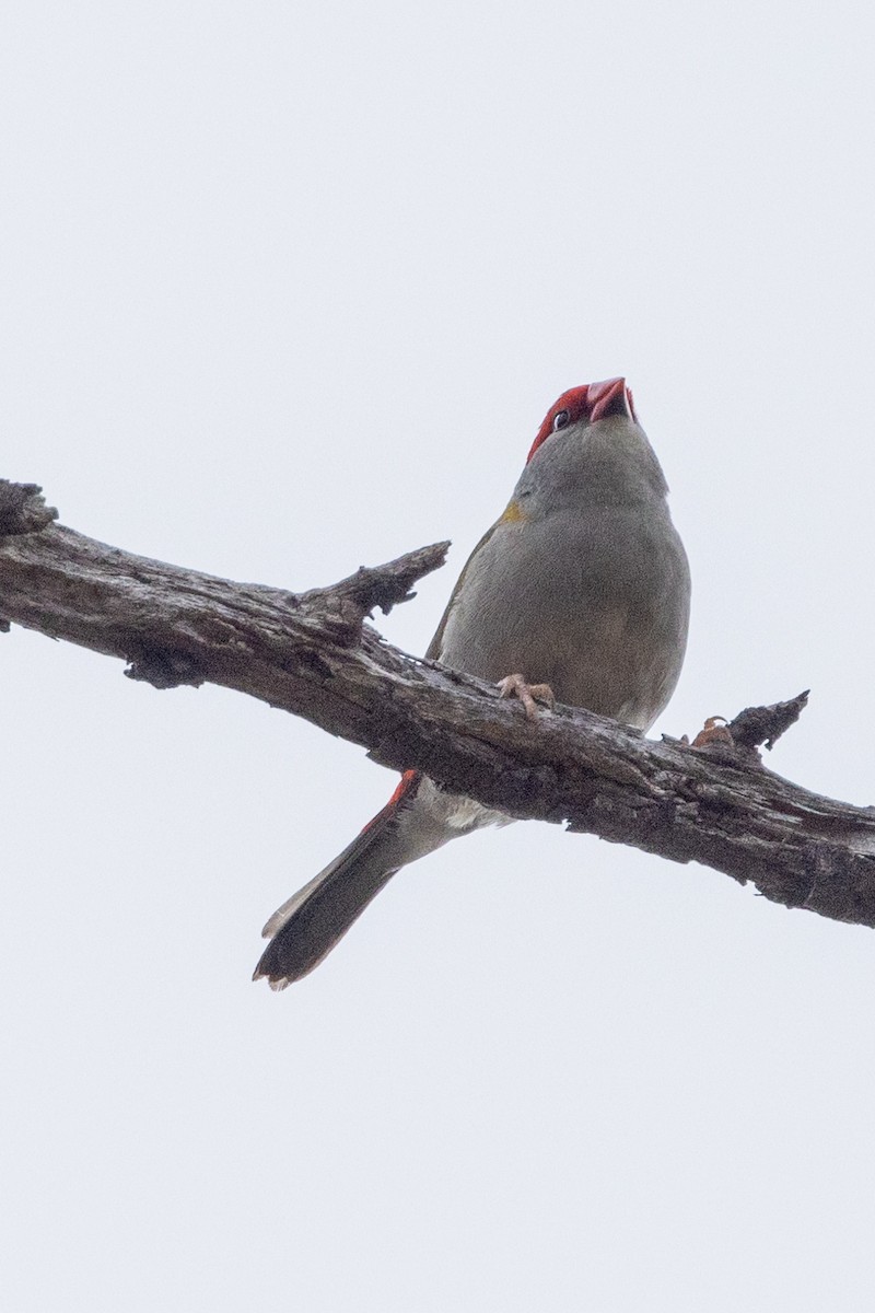 Red-browed Firetail - Richard and Margaret Alcorn