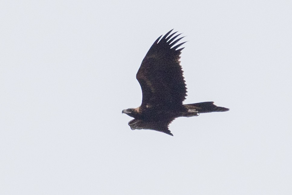 Wedge-tailed Eagle - ML616973302