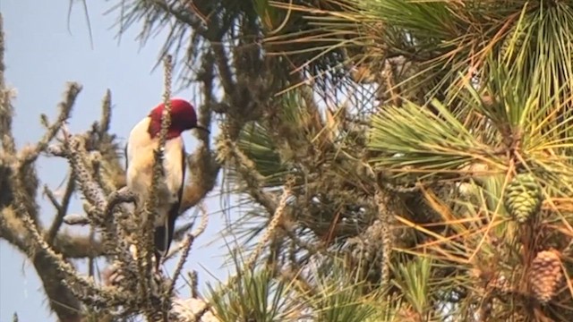 Red-headed Woodpecker - ML616973353