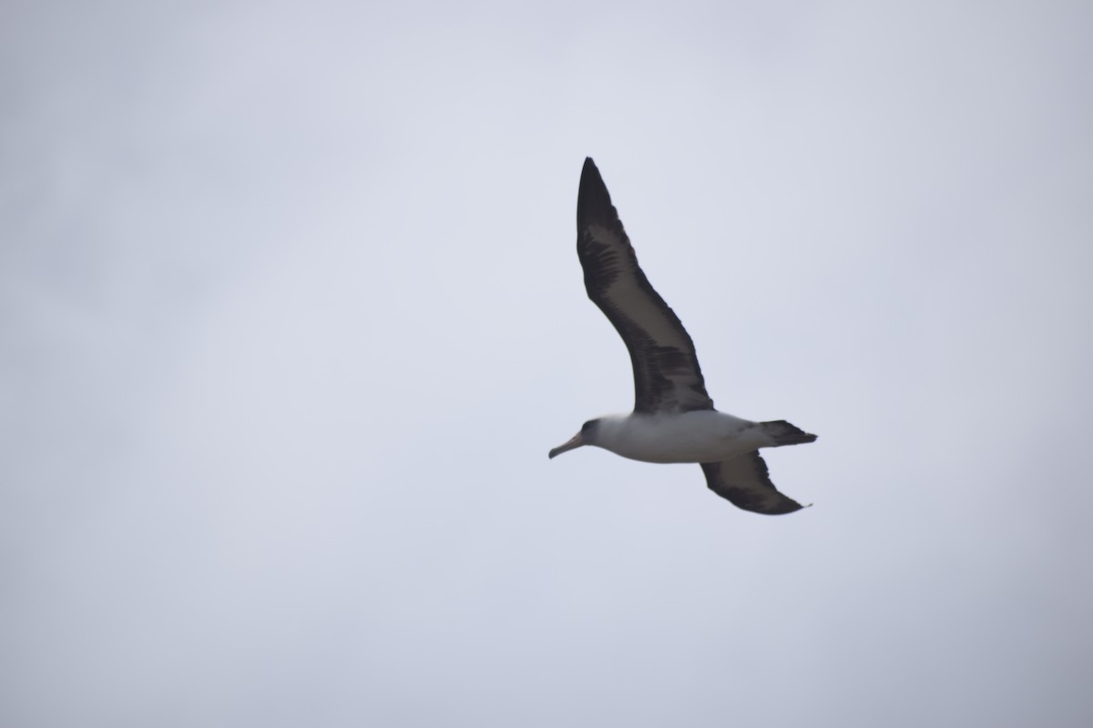 Laysan Albatross - ML616973505